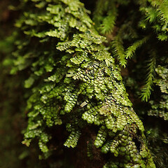 In gully on tree roots and sandstone, Hokianga, Northland.<br>Photographer: Marley Ford, Date taken: 10/06/2020, Licence: <a target='_blank' href='https://creativecommons.org/licenses/by-nc/4.0'>CC BY-NC</a>. <a class='member-message' href='/nzpcn/why-join-nzpcn/' target='_blank'>Members can view a larger version of this image.</a>
