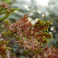 Large macro moss, locally abundant epiphyte in remnant riparian tawa forest, Pirongia.<br>Photographer: Marley Ford, Date taken: 01/10/2025, Licence: <a target='_blank' href='https://creativecommons.org/licenses/by-nc/4.0'>CC BY-NC</a>. <a class='member-message' href='/nzpcn/why-join-nzpcn/' target='_blank'>Members can view a larger version of this image.</a>