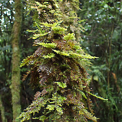 Large macro moss, locally abundant epiphyte in remnant riparian tawa forest, Pirongia.<br>Photographer: Marley Ford, Date taken: 03/10/2025, Licence: <a target='_blank' href='https://creativecommons.org/licenses/by-nc/4.0'>CC BY-NC</a>. <a class='member-message' href='/nzpcn/why-join-nzpcn/' target='_blank'>Members can view a larger version of this image.</a>