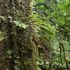 Large macro moss, locally abundant epiphyte in remnant riparian tawa forest, Pirongia.<br>Photographer: Marley Ford, Date taken: 03/10/2025, Licence: <a target='_blank' href='https://creativecommons.org/licenses/by-nc/4.0'>CC BY-NC</a>. <a class='member-message' href='/nzpcn/why-join-nzpcn/' target='_blank'>Members can view a larger version of this image.</a>