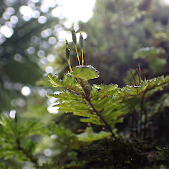 Large macro moss, locally abundant epiphyte in remnant riparian tawa forest, Pirongia.<br>Photographer: Marley Ford, Date taken: 03/10/2025, Licence: <a target='_blank' href='https://creativecommons.org/licenses/by-nc/4.0'>CC BY-NC</a>. <a class='member-message' href='/nzpcn/why-join-nzpcn/' target='_blank'>Members can view a larger version of this image.</a>