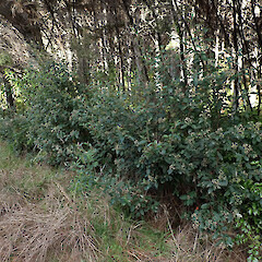 Locally common on roadside, flowers early. Pouto, North Kaipara.<br>Photographer: Marley Ford, Date taken: 21/08/2024, Licence: <a target='_blank' href='https://creativecommons.org/licenses/by-nc/4.0'>CC BY-NC</a>.