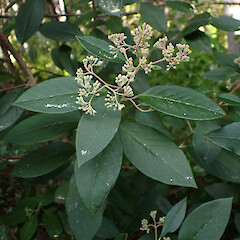 Locally common on roadside, flowers early. Pouto, North Kaipara.<br>Photographer: Marley Ford, Date taken: 21/08/2024, Licence: <a target='_blank' href='https://creativecommons.org/licenses/by-nc/4.0'>CC BY-NC</a>.