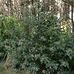 Locally common on roadside, flowers early. Pouto, North Kaipara.<br>Photographer: Marley Ford, Date taken: 21/08/2024, Licence: <a target='_blank' href='https://creativecommons.org/licenses/by-nc/4.0'>CC BY-NC</a>.