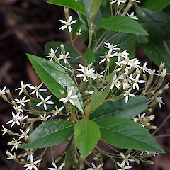 Shawia noted on side of Gap Road, Victoria, Australia. Image taken by David Francis and used with his permission as per agreement here - https://commons.wikimedia.org/wiki/File:Olearia_argophylla_(Musk_Daisy-bush)_(24631211899).jpg.<br>Photographer: David Francis, Date taken: 16/11/2010, Licence: <a target='_blank' href='https://creativecommons.org/licenses/by/4.0'>CC BY</a>. <a class='member-message' href='/nzpcn/why-join-nzpcn/' target='_blank'>Members can view a larger version of this image.</a>