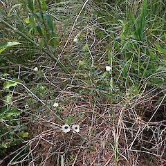 One on the edge of small wetland, Whangārei Heads, Northland.<br>Photographer: Marley Ford, Date taken: 26/10/2025, Licence: <a target='_blank' href='https://creativecommons.org/licenses/by-nc/4.0'>CC BY-NC</a>.