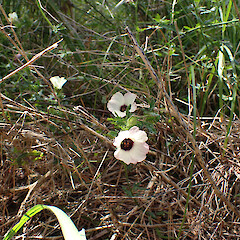 One on the edge of small wetland, Whangārei Heads, Northland.<br>Photographer: Marley Ford, Date taken: 26/10/2025, Licence: <a target='_blank' href='https://creativecommons.org/licenses/by-nc/4.0'>CC BY-NC</a>.
