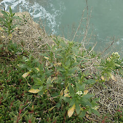 Near Kakanui, Otago.<br>Photographer: Melissa Hutchison, Date taken: 02/11/2025, Licence: <a target='_blank' href='https://creativecommons.org/licenses/by-nc/4.0'>CC BY-NC</a>. <a class='member-message' href='/nzpcn/why-join-nzpcn/' target='_blank'>Members can view a larger version of this image.</a>
