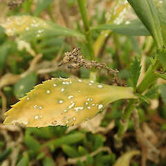 Albugo on leaves. Near Kakanui, Otago.<br>Photographer: Melissa Hutchison, Date taken: 02/11/2025, Licence: <a target='_blank' href='https://creativecommons.org/licenses/by-nc/4.0'>CC BY-NC</a>. <a class='member-message' href='/nzpcn/why-join-nzpcn/' target='_blank'>Members can view a larger version of this image.</a>