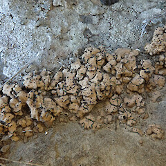 Oashore, Wairewa, Banks Peninsula.<br>Photographer: Melissa Hutchison, Date taken: 06/09/2025, Licence: <a target='_blank' href='https://creativecommons.org/licenses/by-nc/4.0'>CC BY-NC</a>. <a class='member-message' href='/nzpcn/why-join-nzpcn/' target='_blank'>Members can view a larger version of this image.</a>