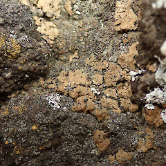 Okains Bay, Banks Peninsula.<br>Photographer: Melissa Hutchison, Date taken: 01/03/2023, Licence: <a target='_blank' href='https://creativecommons.org/licenses/by-nc/4.0'>CC BY-NC</a>. <a class='member-message' href='/nzpcn/why-join-nzpcn/' target='_blank'>Members can view a larger version of this image.</a>