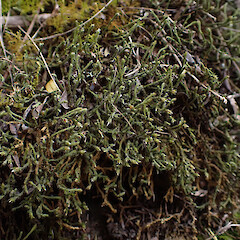 Dry state in rockwall, Craigellachie, Otago.<br>Photographer: Marley Ford, Date taken: 06/11/2025, Licence: <a target='_blank' href='https://creativecommons.org/licenses/by-nc/4.0'>CC BY-NC</a>. <a class='member-message' href='/nzpcn/why-join-nzpcn/' target='_blank'>Members can view a larger version of this image.</a>