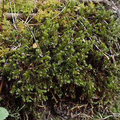 Hedwigia ciliata