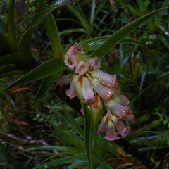 Anchor Island, Fiordland.<br>Photographer: John F. Hobbs, Date taken: 13/08/2008, Licence: <a target='_blank' href='https://creativecommons.org/licenses/by-nc/4.0'>CC BY-NC</a>. <a class='member-message' href='/nzpcn/why-join-nzpcn/' target='_blank'>Members can view a larger version of this image.</a>