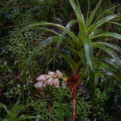 Anchor Island, Fiordland.<br>Photographer: John F. Hobbs, Date taken: 13/08/2008, Licence: <a target='_blank' href='https://creativecommons.org/licenses/by-nc/4.0'>CC BY-NC</a>. <a class='member-message' href='/nzpcn/why-join-nzpcn/' target='_blank'>Members can view a larger version of this image.</a>