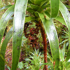 Anchor Island, Fiordland.<br>Photographer: John F. Hobbs, Date taken: 13/08/2008, Licence: <a target='_blank' href='https://creativecommons.org/licenses/by-nc/4.0'>CC BY-NC</a>. <a class='member-message' href='/nzpcn/why-join-nzpcn/' target='_blank'>Members can view a larger version of this image.</a>