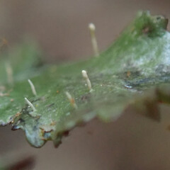 Upper surface. On Blechnum filiformis. Wainuiomata.<br>Photographer: Melissa Hutchison, Date taken: 27/11/2019, Licence: <a target='_blank' href='https://creativecommons.org/licenses/by-nc/4.0'>CC BY-NC</a>. <a class='member-message' href='/nzpcn/why-join-nzpcn/' target='_blank'>Members can view a larger version of this image.</a>