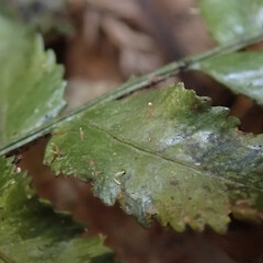 Upper surface. On Blechnum filiformis. Wainuiomata.<br>Photographer: Melissa Hutchison, Date taken: 27/11/2019, Licence: <a target='_blank' href='https://creativecommons.org/licenses/by-nc/4.0'>CC BY-NC</a>. <a class='member-message' href='/nzpcn/why-join-nzpcn/' target='_blank'>Members can view a larger version of this image.</a>