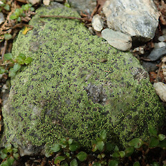 Franz Josef, West Coast.<br>Photographer: Melissa Hutchison, Date taken: 03/10/2021, Licence: <a target='_blank' href='https://creativecommons.org/licenses/by-nc/4.0'>CC BY-NC</a>. <a class='member-message' href='/nzpcn/why-join-nzpcn/' target='_blank'>Members can view a larger version of this image.</a>