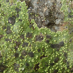 Franz Josef, West Coast.<br>Photographer: Melissa Hutchison, Date taken: 03/10/2021, Licence: <a target='_blank' href='https://creativecommons.org/licenses/by-nc/4.0'>CC BY-NC</a>. <a class='member-message' href='/nzpcn/why-join-nzpcn/' target='_blank'>Members can view a larger version of this image.</a>