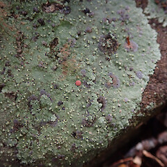 Placopsis rhodocarpa