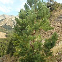 Castle Hill.<br>Photographer: Melissa Hutchison, Date taken: 14/03/2025, Licence: <a target='_blank' href='https://creativecommons.org/licenses/by-nc/4.0'>CC BY-NC</a>. <a class='member-message' href='/nzpcn/why-join-nzpcn/' target='_blank'>Members can view a larger version of this image.</a>