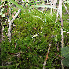 Locally common, terricolous patch under shaded mānuka fen on lake margin, Pouto.<br>Photographer: Marley Ford, Date taken: 12/03/2025, Licence: <a target='_blank' href='https://creativecommons.org/licenses/by-nc/4.0'>CC BY-NC</a>. <a class='member-message' href='/nzpcn/why-join-nzpcn/' target='_blank'>Members can view a larger version of this image.</a>