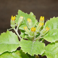 Flower buds, Cultivated specimen at Otari-Wiltons Native Botanical garden.<br>Photographer: Matt Ward, Date taken: 08/12/2025, Licence: <a target='_blank' href='https://creativecommons.org/licenses/by-nc/4.0'>CC BY-NC</a>. <a class='member-message' href='/nzpcn/why-join-nzpcn/' target='_blank'>Members can view a larger version of this image.</a>