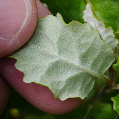 Underside of leaf detail, Cultivated specimen at Otari-Wiltons Native Botanical garden.<br>Photographer: Matt Ward, Date taken: 08/12/2025, Licence: <a target='_blank' href='https://creativecommons.org/licenses/by-nc/4.0'>CC BY-NC</a>. <a class='member-message' href='/nzpcn/why-join-nzpcn/' target='_blank'>Members can view a larger version of this image.</a>