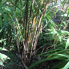 Paloma Gardens, Fordell. A 1.5 m seedling.<br>Photographer: Colin C. Ogle, Date taken: 07/12/2025, Licence: Public domain. <a class='member-message' href='/nzpcn/why-join-nzpcn/' target='_blank'>Members can view a larger version of this image.</a>