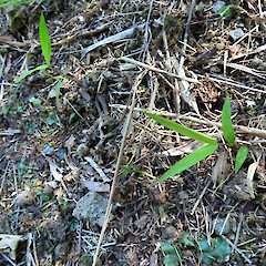 Paloma Gardens, Fordell. Two very small self-established seedlings.<br>Photographer: Colin C. Ogle, Date taken: 07/12/2025, Licence: Public domain. <a class='member-message' href='/nzpcn/why-join-nzpcn/' target='_blank'>Members can view a larger version of this image.</a>