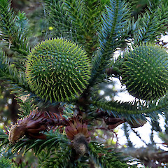 Araucaria angustifolia