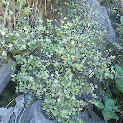 Scattered plants on Dolomite, Mt Brunnet, Tasman.<br>Photographer: Marley Ford, Date taken: 15/08/2021, Licence: <a target='_blank' href='https://creativecommons.org/licenses/by-nc/4.0'>CC BY-NC</a>. <a class='member-message' href='/nzpcn/why-join-nzpcn/' target='_blank'>Members can view a larger version of this image.</a>