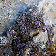 Local on alpine outcrop. Awakino, Otago.<br>Photographer: Marley Ford, Date taken: 03/11/2025, Licence: <a target='_blank' href='https://creativecommons.org/licenses/by-nc/4.0'>CC BY-NC</a>. <a class='member-message' href='/nzpcn/why-join-nzpcn/' target='_blank'>Members can view a larger version of this image.</a>