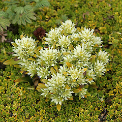 Gentianella antipoda, Northern Plains, Antipodes. Image taken by Dave Boyle.<br>Photographer: Peter J. de Lange, Date taken: 09/01/2010, Licence: <a target='_blank' href='https://creativecommons.org/licenses/by/4.0'>CC BY</a>. <a class='member-message' href='/nzpcn/why-join-nzpcn/' target='_blank'>Members can view a larger version of this image.</a>