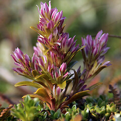 Gentianella antipoda, Northern Plains, Antipodes. Image taken by Dave Boyle.<br>Photographer: Peter J. de Lange, Date taken: 16/02/2009, Licence: <a target='_blank' href='https://creativecommons.org/licenses/by/4.0'>CC BY</a>. <a class='member-message' href='/nzpcn/why-join-nzpcn/' target='_blank'>Members can view a larger version of this image.</a>
