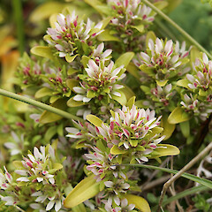 Gentianella antipoda, Northern Plains, Antipodes. Image taken by Dave Boyle.<br>Photographer: Peter J. de Lange, Date taken: 01/01/2010, Licence: <a target='_blank' href='https://creativecommons.org/licenses/by/4.0'>CC BY</a>. <a class='member-message' href='/nzpcn/why-join-nzpcn/' target='_blank'>Members can view a larger version of this image.</a>