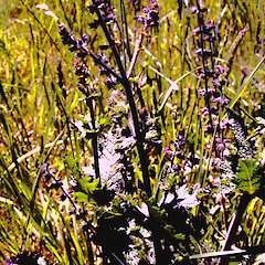 In rough pasture on gravel terrace of Rangitikei River, Kakariki.<br>Photographer: Colin C. Ogle, Date taken: 18/01/2000, Licence: <a target='_blank' href='https://creativecommons.org/licenses/by-sa/4.0'>CC BY-SA</a>. <a class='member-message' href='/nzpcn/why-join-nzpcn/' target='_blank'>Members can view a larger version of this image.</a>