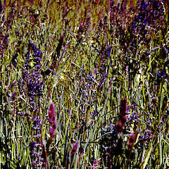 In rough pasture on gravel terrace of Rangitikei River, Kakariki.<br>Photographer: Colin C. Ogle, Date taken: 18/01/2000, Licence: <a target='_blank' href='https://creativecommons.org/licenses/by-sa/4.0'>CC BY-SA</a>. <a class='member-message' href='/nzpcn/why-join-nzpcn/' target='_blank'>Members can view a larger version of this image.</a>