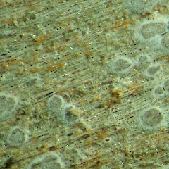Arthonia platygraphella