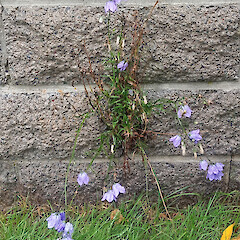 On street wall, Beckenham, Christchurch.<br>Photographer: William Reinders, Date taken: 17/02/2026, Licence: <a target='_blank' href='https://creativecommons.org/licenses/by-nc/4.0'>CC BY-NC</a>. <a class='member-message' href='/nzpcn/why-join-nzpcn/' target='_blank'>Members can view a larger version of this image.</a>