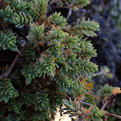 Rocky slopes of of alpine summit, Mt Hikurangi Gisborne.<br>Photographer: Marley Ford, Date taken: 25/02/2026, Licence: <a target='_blank' href='https://creativecommons.org/licenses/by-nc/4.0'>CC BY-NC</a>. <a class='member-message' href='/nzpcn/why-join-nzpcn/' target='_blank'>Members can view a larger version of this image.</a>