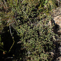 Rocky slopes of of alpine summit, Mt Hikurangi Gisborne.<br>Photographer: Marley Ford, Date taken: 25/02/2026, Licence: <a target='_blank' href='https://creativecommons.org/licenses/by-nc/4.0'>CC BY-NC</a>. <a class='member-message' href='/nzpcn/why-join-nzpcn/' target='_blank'>Members can view a larger version of this image.</a>