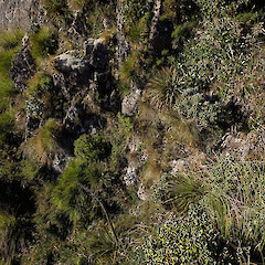 Habitat, Mt Hikurangi Gisborne.<br>Photographer: Marley Ford, Date taken: 25/02/2026, Licence: <a target='_blank' href='https://creativecommons.org/licenses/by-nc/4.0'>CC BY-NC</a>. <a class='member-message' href='/nzpcn/why-join-nzpcn/' target='_blank'>Members can view a larger version of this image.</a>