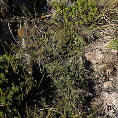 Rocky slopes of of alpine summit, Mt Hikurangi Gisborne.<br>Photographer: Marley Ford, Date taken: 25/02/2026, Licence: <a target='_blank' href='https://creativecommons.org/licenses/by-nc/4.0'>CC BY-NC</a>. <a class='member-message' href='/nzpcn/why-join-nzpcn/' target='_blank'>Members can view a larger version of this image.</a>