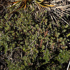 Rocky slopes of of alpine summit, Mt Hikurangi Gisborne.<br>Photographer: Marley Ford, Date taken: 25/02/2026, Licence: <a target='_blank' href='https://creativecommons.org/licenses/by-nc/4.0'>CC BY-NC</a>. <a class='member-message' href='/nzpcn/why-join-nzpcn/' target='_blank'>Members can view a larger version of this image.</a>