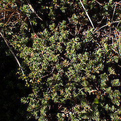 Rocky slopes of of alpine summit, Mt Hikurangi Gisborne.<br>Photographer: Marley Ford, Date taken: 25/02/2026, Licence: <a target='_blank' href='https://creativecommons.org/licenses/by-nc/4.0'>CC BY-NC</a>. <a class='member-message' href='/nzpcn/why-join-nzpcn/' target='_blank'>Members can view a larger version of this image.</a>