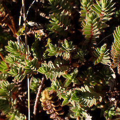 Rocky slopes of of alpine summit, Mt Hikurangi Gisborne.<br>Photographer: Marley Ford, Date taken: 25/02/2026, Licence: <a target='_blank' href='https://creativecommons.org/licenses/by-nc/4.0'>CC BY-NC</a>. <a class='member-message' href='/nzpcn/why-join-nzpcn/' target='_blank'>Members can view a larger version of this image.</a>