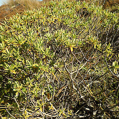 Island Saddle, Crimea Range, Moleworth.<br>Photographer: Melissa Hutchison, Date taken: 15/03/2026, Licence: <a target='_blank' href='https://creativecommons.org/licenses/by-nc/4.0'>CC BY-NC</a>. <a class='member-message' href='/nzpcn/why-join-nzpcn/' target='_blank'>Members can view a larger version of this image.</a>