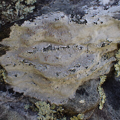 On riparian rock overhang, Danseys Pass Otago.<br>Photographer: Marley Ford, Date taken: 01/11/2025, Licence: <a target='_blank' href='https://creativecommons.org/licenses/by-nc/4.0'>CC BY-NC</a>. <a class='member-message' href='/nzpcn/why-join-nzpcn/' target='_blank'>Members can view a larger version of this image.</a>